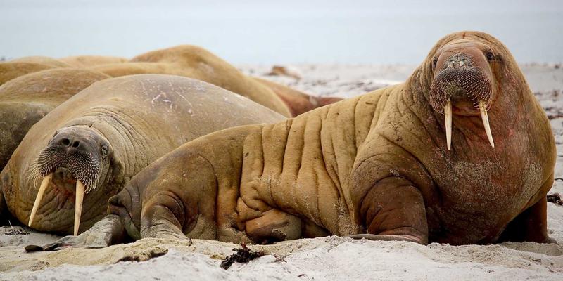 探秘马约TJ6625:一座被时光雕刻的文化秘境与深度旅行攻略