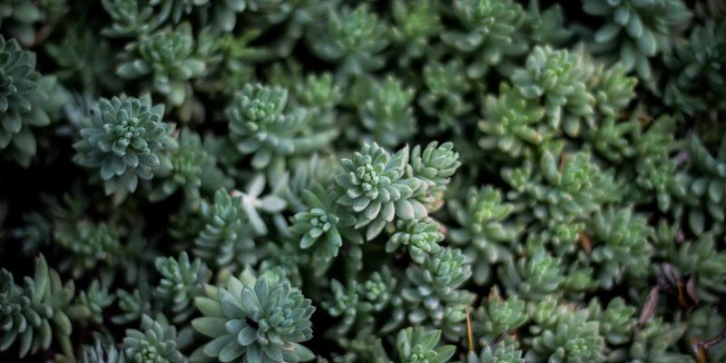 马约TJ66发动机历史型号演变与技术迭代深度解析